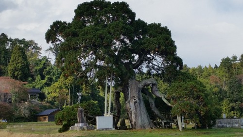 ��Ȼ����ݥ�����