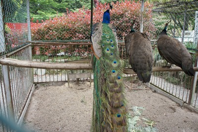 �����㥯��