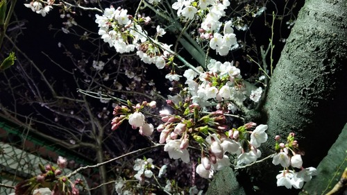 シンボル桜