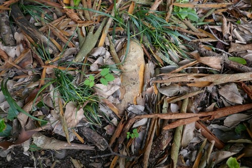 �����ȹ��ΥХ����Υ���