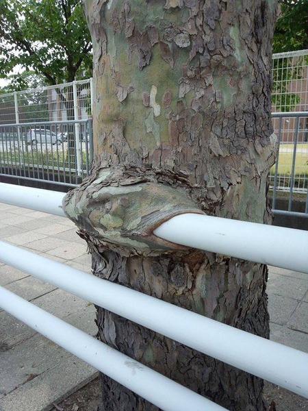 ¥×¥é¥¿¥Ê¥¹£¹