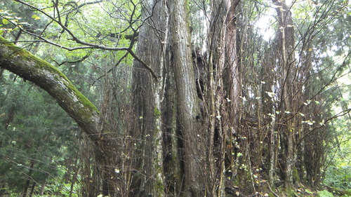 ��Ű�����ܷˣ���