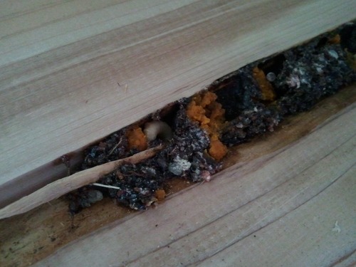 �����ꥢ�󡡣�