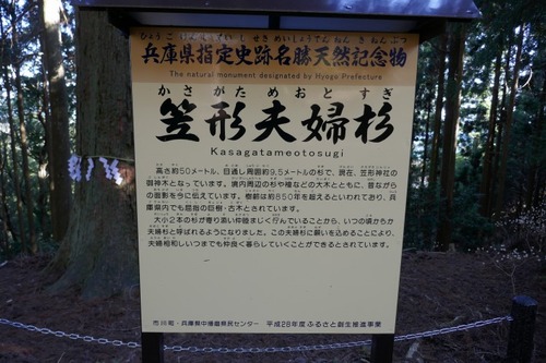 ³Þ·Á¿À¼Ò¤ÎÂ祹¥®¡ÊÉ×ÉØ¥¹¥®¡Ë£·