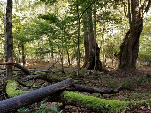 ÀÖÀ¾¤ÎÀèÂå¿ù£²