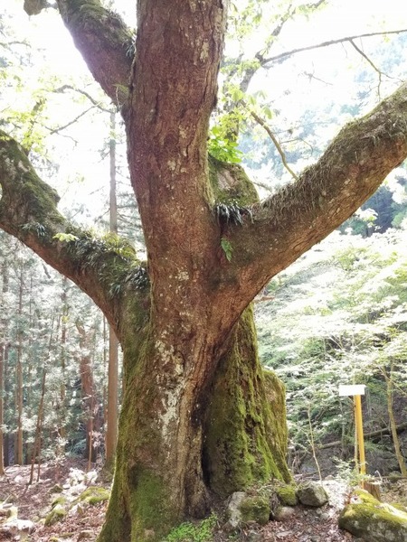 アカクボ沢の大トチ8