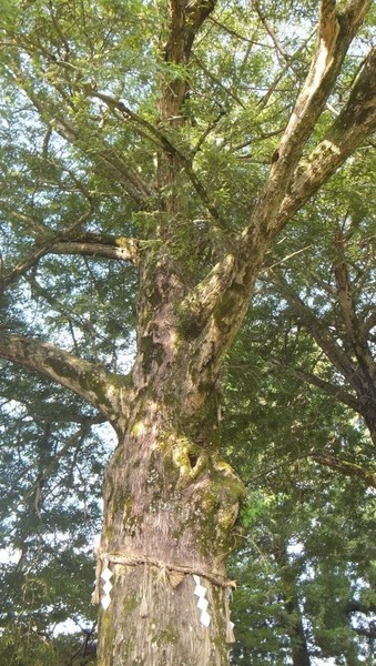 ���֤Υϥ������䣱��