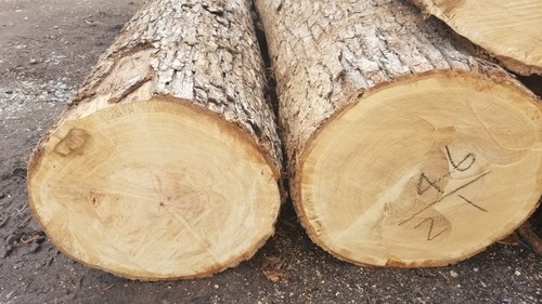 �ۥ磻�ȥ���������