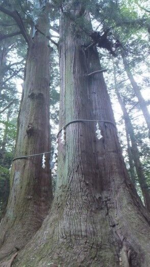 �ϸ����ֿ��Ҥμ��ܿ���