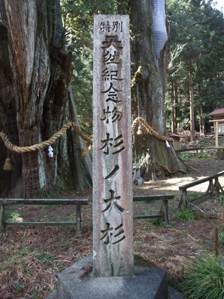 杉の大杉 6