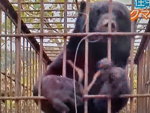 ¥¯¥Þ½ÐËץ˥塼¥¹