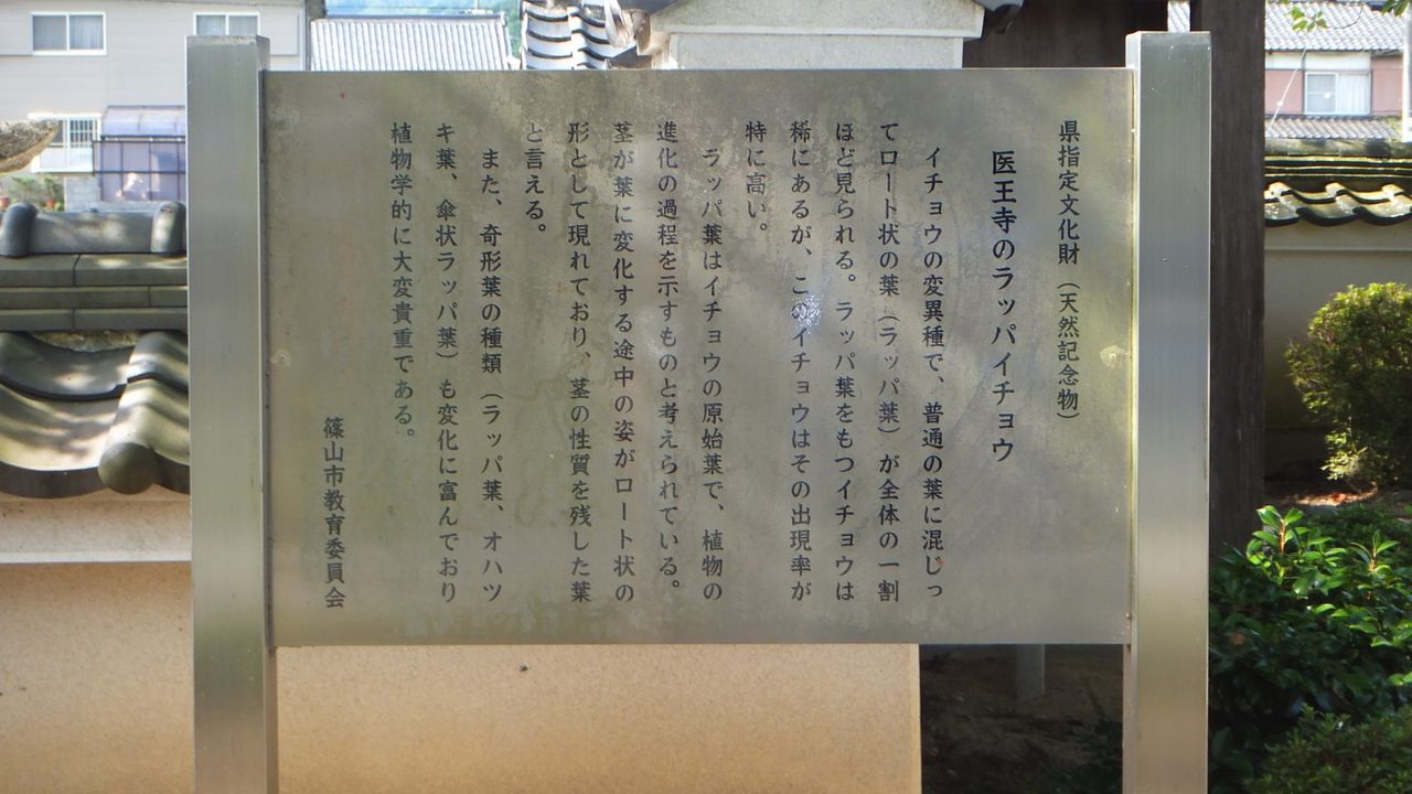 本物の無垢木材 茨木市戸田材木店 セルバの木の虫ブログ 16年11月27日 Livedoor Blog ブログ