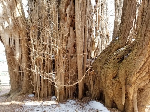 �̶�����Υ����祦��