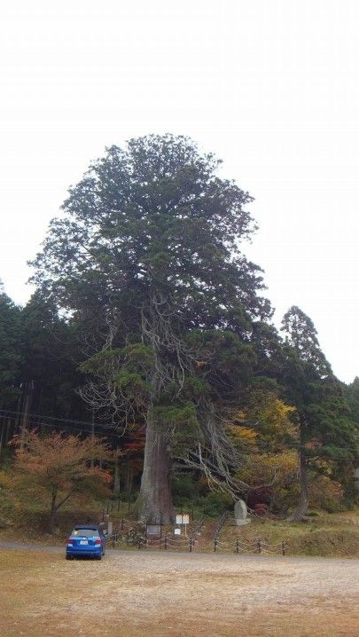 親子杉？！否、分身杉！ ～伏条更新の見本 切山の大スギ～ : 本物の