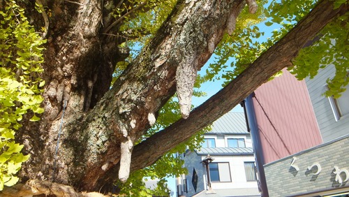 ������Ҥ��祤���祦�ȱ��ζ�ɡ���