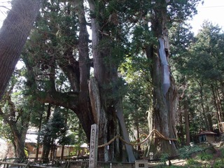 杉の大杉 3