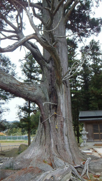 �ƻ����祹������