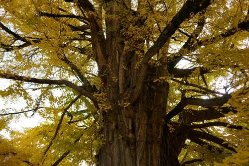 ���͹�ʬ�����祤���祦��