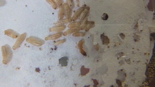 ���󥶥��������ꡡʼ��