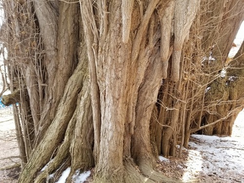 �̶�����Υ����祦��