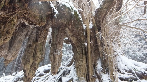 �����������¹����