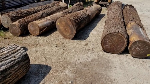 ������ �졦�ޡ��֥�����̵������ʪ�ե������ ����