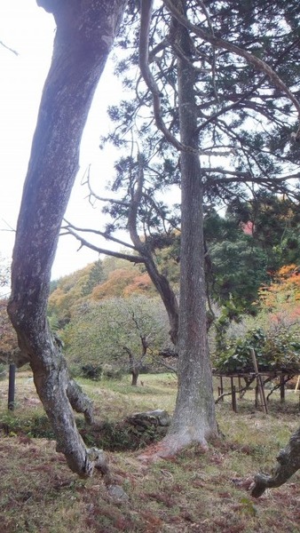 �ڻ����祹������