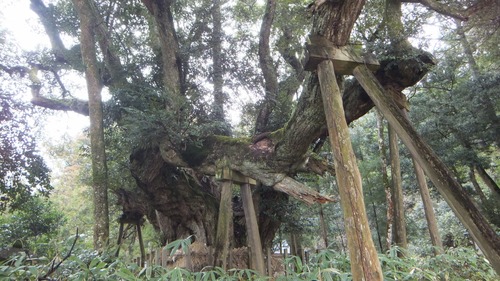 ��¿���������ܰ�Υ�����������