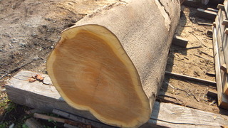 ¶ÌÄØ¸¶ÌÚ¡¡£±