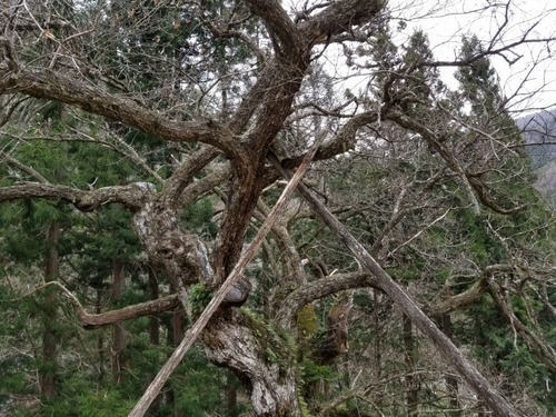 ÂçÆ¶¤Î¥¯¥ê¡¡£²