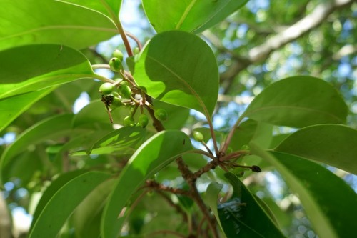 Èø³«¤Î¥¯¥í¥¬¥Í¥â¥Á5