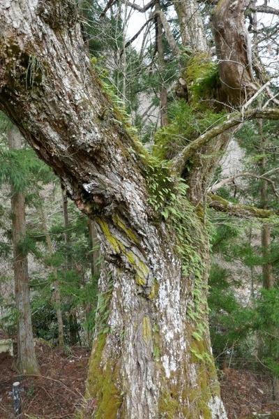 ÂçÆ¶¤Î¥¯¥ê¡¡12