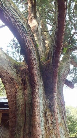 ���ɸ�ŷ���ԡ���Ƿ˷���������20