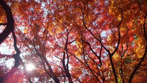 ��̿����ͼ�Ȥ�ߤ���