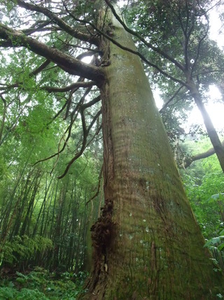 ÂçµÏ¼Ò¤ÎÂç¿ù 9