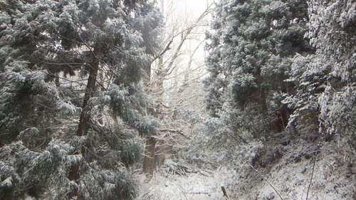 �����������¹������