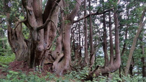 ²ÖÀÔ¤ÎÅ·Á³Éú¾òÂæ¿ù 2