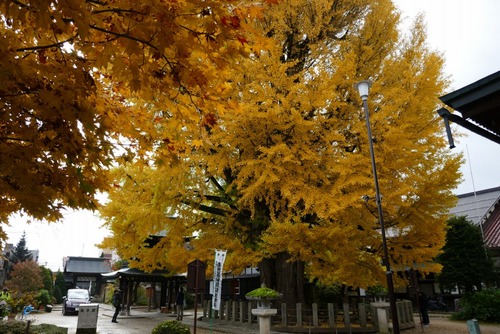 ���͹�ʬ�����祤���祦��