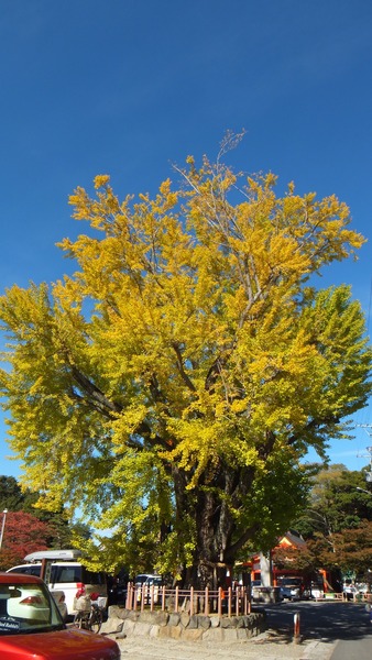 ������Ҥ��祤���祦�ȱ��ζ�ɡ���