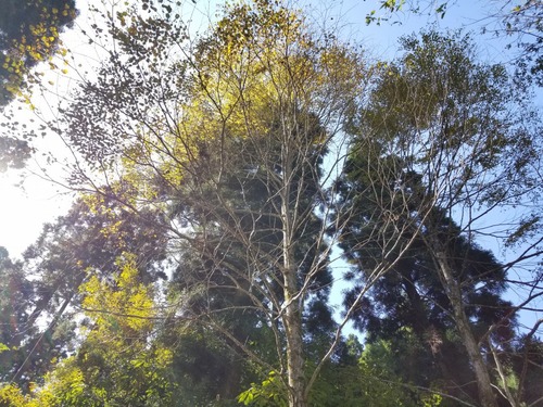 ��ë��ŷ���ӣ�