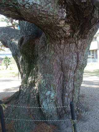 ��¢¿��������