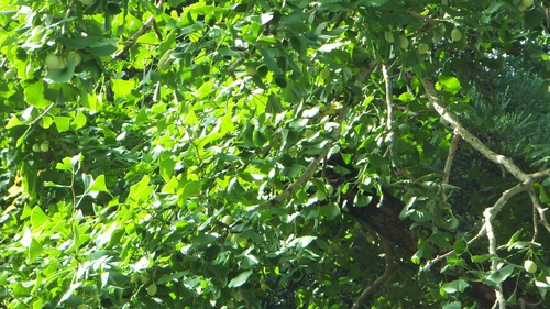 �岦���Υ�åѥ����祦��