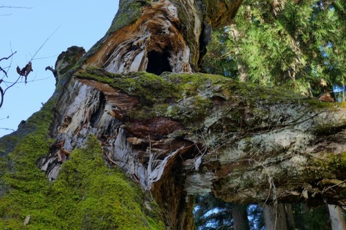 ���Ĥλҥȥ��Υ���