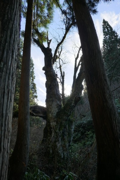 ���Ĥλҥȥ��Υ���