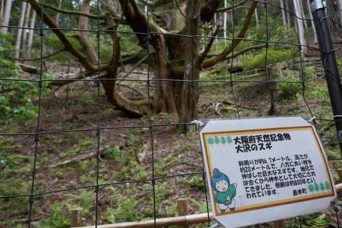 大沢のスギ 5