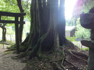 �г��ηˡ�����