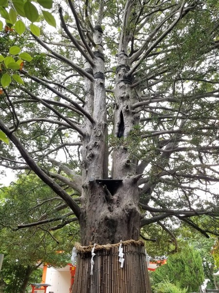 ����®����ҤΥʥ�����ˡ���