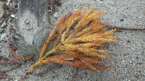 �ƻ����������