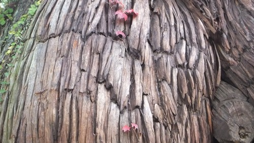 Ʋ���Υ�������ǯ���ˡ�12