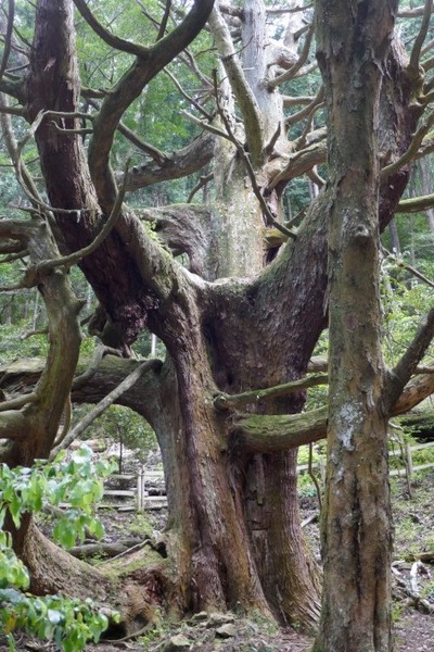 大沢のスギ 8